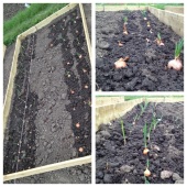 My Red Sun Shallots and Stuttgarter Onions planted and watered in.