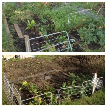 Removing the weeds and old produce