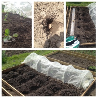 Planting Sweetheart Cabbage and Caro Potatos in a new raised bed.