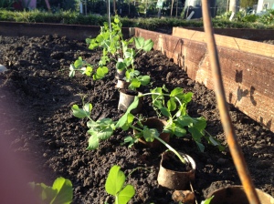 Peas lined up.