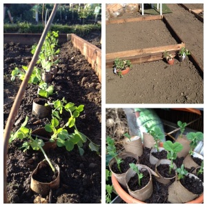 The peas started in toilet rolls in my greenhouse before moving onto the allotment.