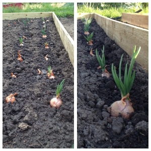 In just two weeks, my shallots are growing and settling in.