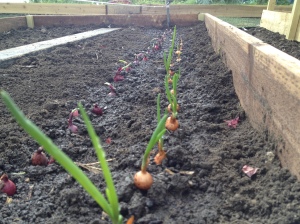Little Seed Onions looking so small