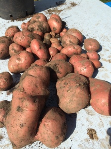 The final harvest of Desiree Potatoes.