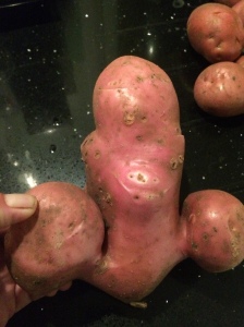 A rather mis-shaped Desiree Potato.